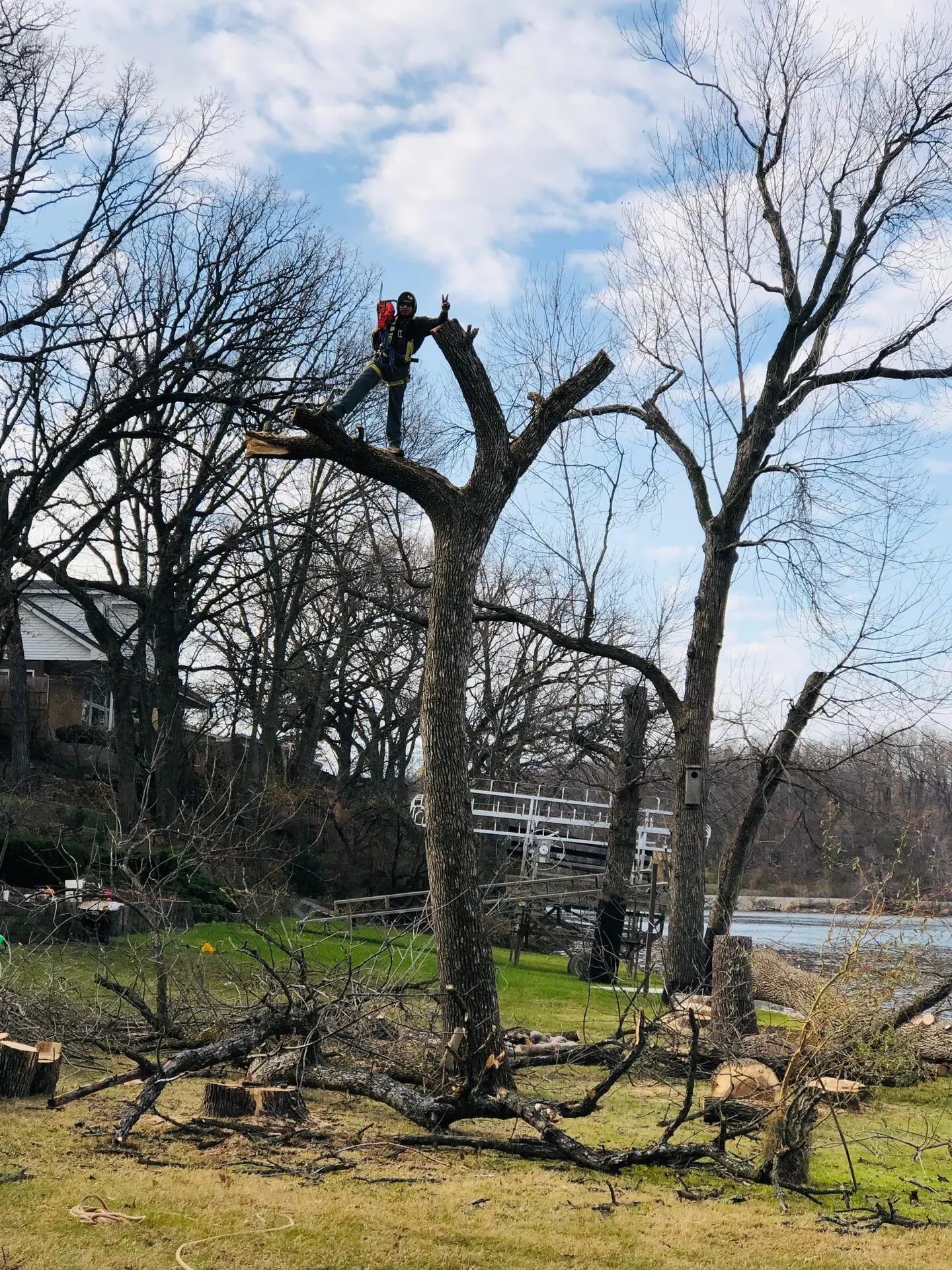 Tree Removal 2